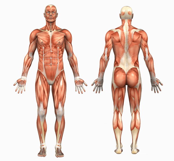 Human Body Physiotherapy Edmonton
